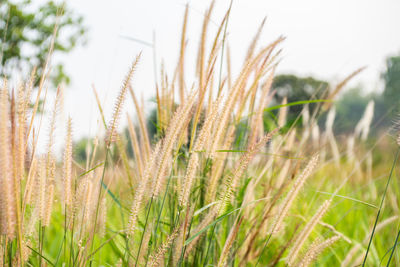 Close-up of wheat crops on field against sky