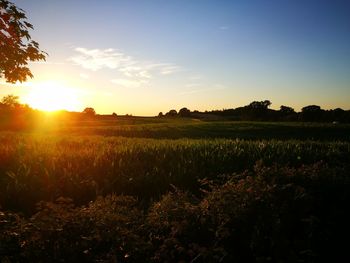 Scenic view of field against sky during sunset