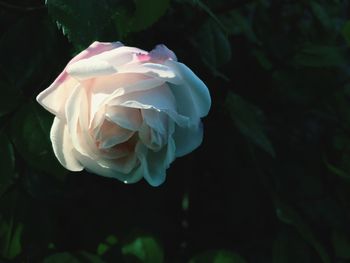 Close-up of flower blooming against black background