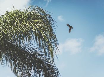 Low angle view of bird flying against sky