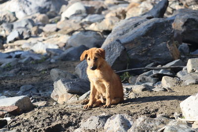 Dog sitting on rock