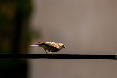 Close-up of bird perching on a railing