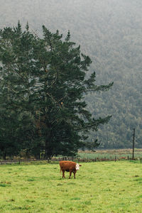 Horse grazing on field