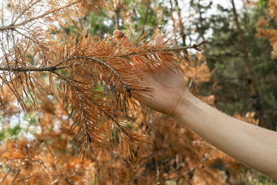 Cropped hand holding plant