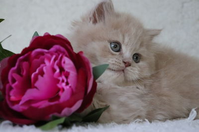 Close-up portrait of a cat with pink flower