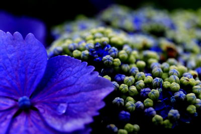 Close-up of wet blue hydrangea