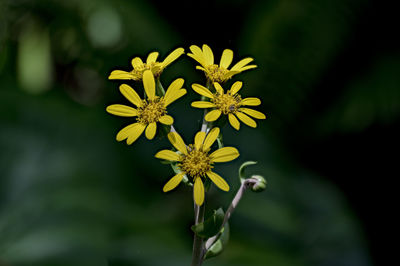 Close-up of yellow flowering plant