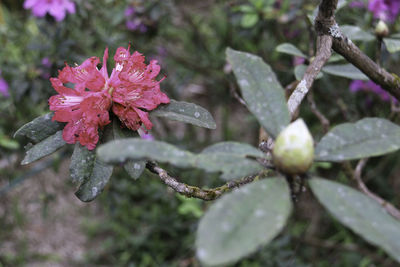 Close-up of pink flower on branch