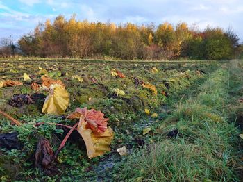 Close-up of plants growing on field against sky during autumn
