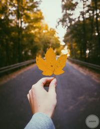 Close-up of person holding autumn leaf