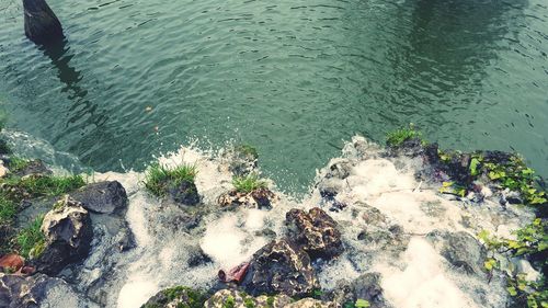 Reflection of trees in water