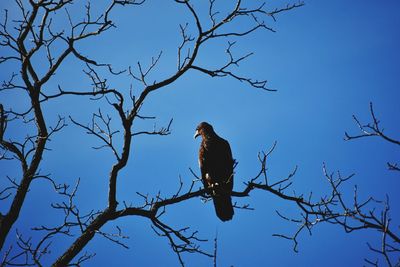 Low angle view of bird perching on branch against blue sky