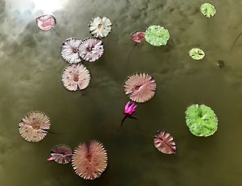 High angle view of pink flowers floating on lake