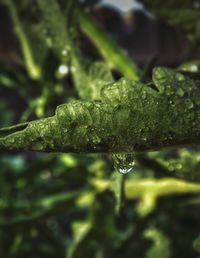 Close-up of water drops on leaf