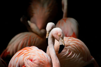 Close-up of flamingoes