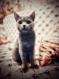 Portrait of kitten on bed at home