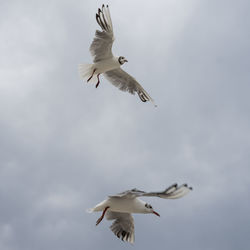 Low angle view of seagulls flying against sky