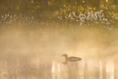 Bird swimming in lake