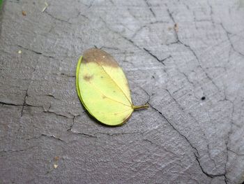 High angle view of yellow leaf on ground