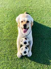 Portrait of dog with ball on field