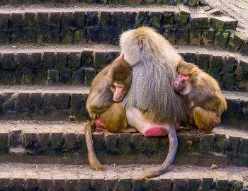 Monkey sitting on a wall