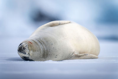 Crabeater seal lying asleep on ice floe