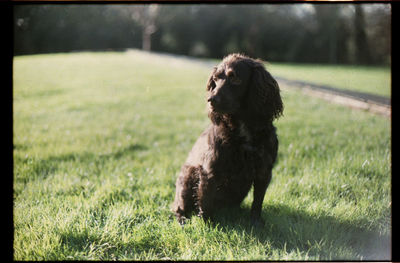 Dog standing on grassy field