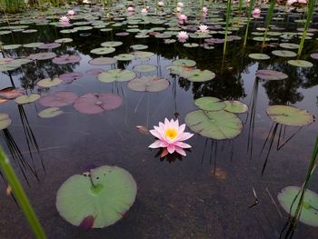 Lotus water lily in lake