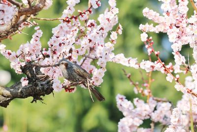 Plum blossoms in spring