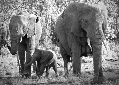 View of elephant on field