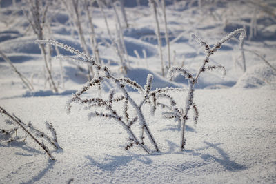 Close-up of frozen plant on field