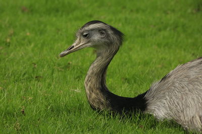 Side view of a bird on grass