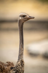 Close-up of female common ostrich in profile