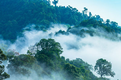 Low angle view of trees in forest against sky