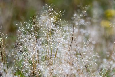 Close-up of wet plants on rainy day