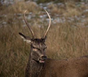 Portrait of deer on field