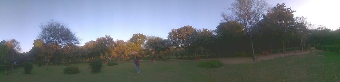Trees on grass against sky