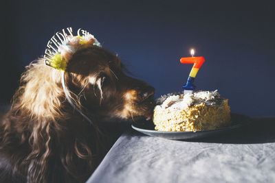 Close-up of dog sitting on table,cocker spaniel dog celebraiting his birthday