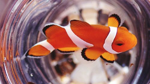 Close-up of clown fish swimming in container