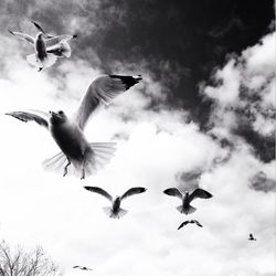 Low angle view of seagulls flying against sky