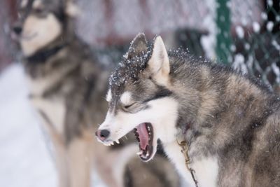 Close-up of siberian husky yawning during winter