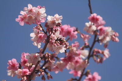 Cherry blossoms