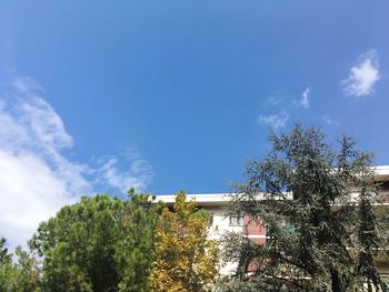 Low angle view of trees against blue sky