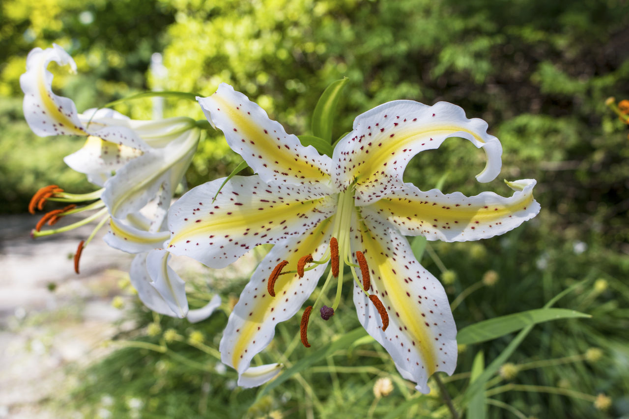 CLOSE-UP OF WHITE FLOWER