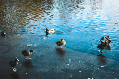 High angle view of mallard ducks swimming in lake