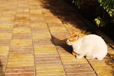 Cat sitting on a footpath