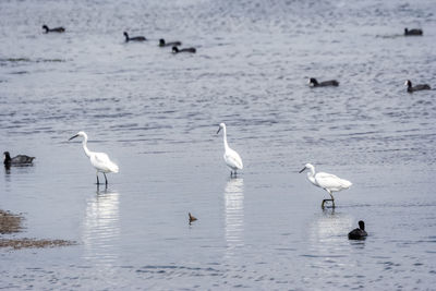 Flock of seagulls in lake