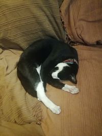 Dog relaxing on floor