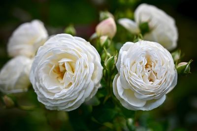 Close-up of white rose bouquet