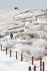 Plants and fence on snow covered mountain during winter